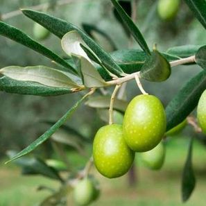 OlivoVerd rama de oliva verde