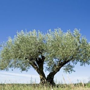 OlivoVerd olivo en el campo